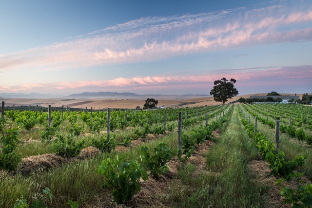 mullineux-scenic-vineyard.jpg