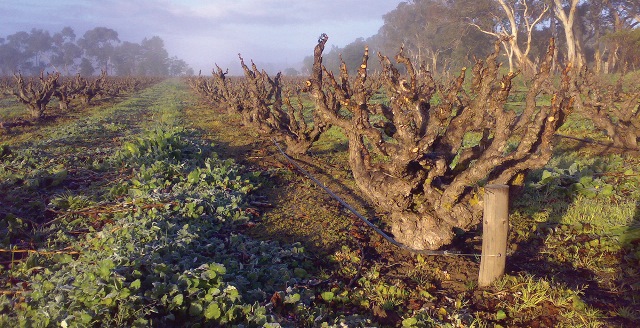 teusner-old-vines.jpg