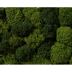 NOCH Green Mix Lichen (35g) HO Gauge Scenics 08610