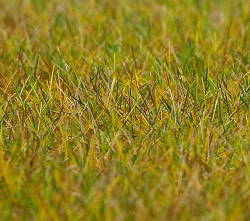 FALLER Light Green Meadow 6mm Premium Ground Cover Fibres (30g) HO Gauge 180484