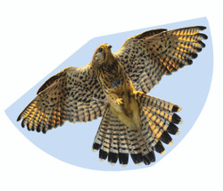 Gunther Falcon Kite G1230