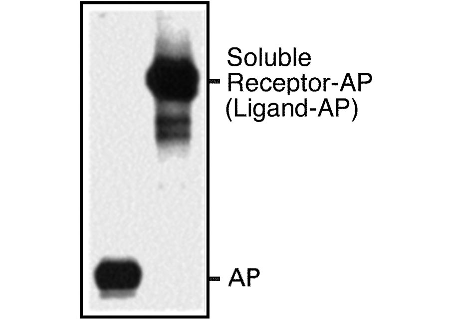 AP fusion protein expression image