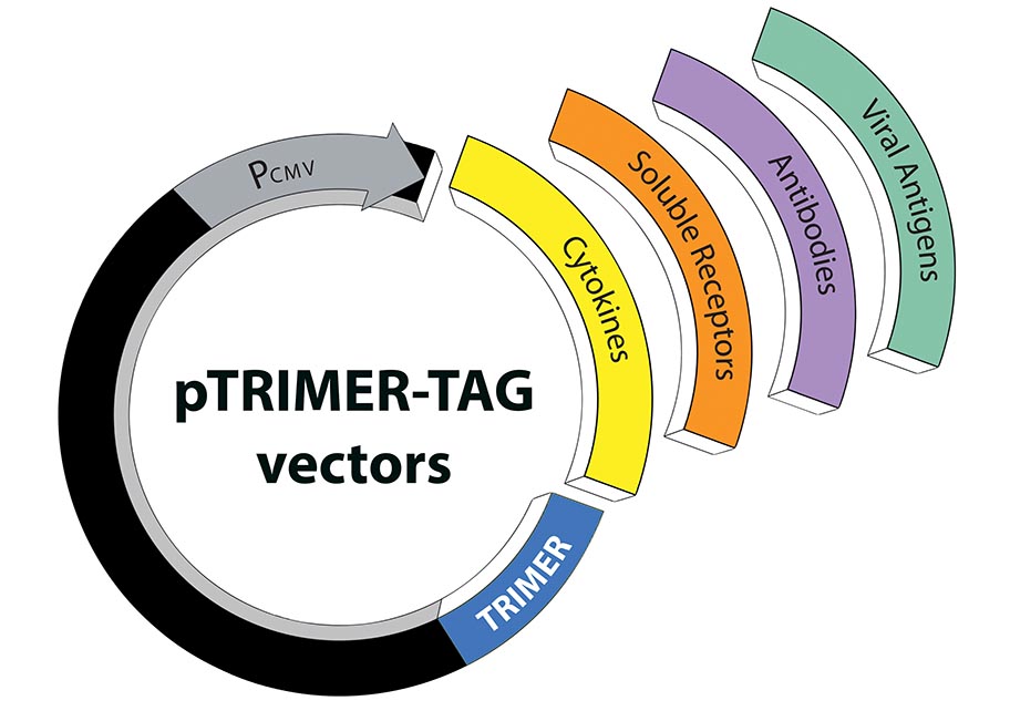 pTRIMER-TAG vectors pTRIMER-TAG vectors image
