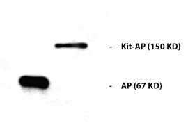 AP Antibody Western Blot Kit