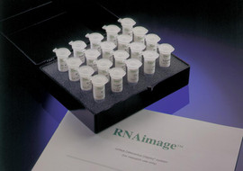 RNAimage DD Kits (for standard Differential Display)