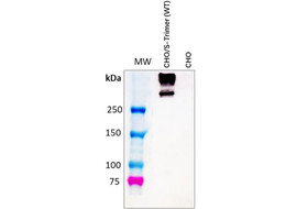 SARS-CoV-2 Spike Protein Neutralizing Antibody (WT and Beta), Mouse Monoclonal [MA102N-100 or MA102N-025&91;