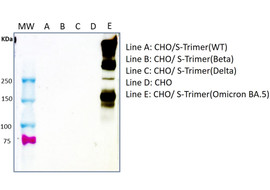 SARS-CoV-2 Spike Protein Neutralizing Antibody (Omicron BA.1 / BA.2), Mouse Monoclonal [MA105N-100 or MA105N-025]