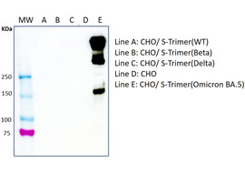 SARS-CoV-2 Spike Protein Binding Antibody (Omicron JN.1), Mouse
