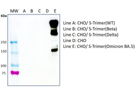 SARS-CoV-2 Spike Protein Binding Antibody (Omicron BA.1), Mouse Monoclonal [MA105B-100 or MA105B-025]