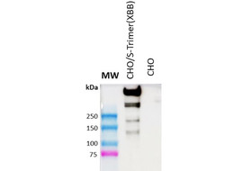 SARS-CoV-2 Spike Protein Binding Antibody (Omicron JN.1), Mouse