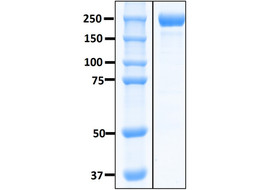 Recombinant SARS-CoV-2 S-Trimer Fusion Protein (Omicron BA.1)  [MP104-100 or MP104-025&91;