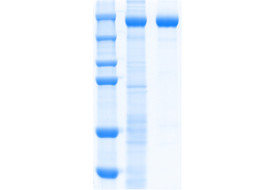 Recombinant SARS-CoV-2 S-Trimer Fusion Protein (Omicron XBB.1.5)  [MP106-100 or MP106-025&91;