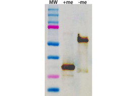 Nplate (Romiplostim) Neutralizing Antibody, Mouse Monoclonal (Clone 5D5-G2)  [MA201N-100 or MA201N-025&91;