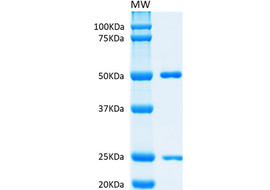 Nplate (Romiplostim) Neutralizing Antibody, Mouse Monoclonal (Clone 2A3-B6)  [MA202N-100 or MA202N-025]