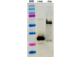 Nplate (Romiplostim) Neutralizing Antibody, Mouse Monoclonal (Clone 2A3-B6)  [MA202N-100 or MA202N-025&91;