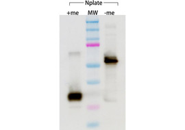 Nplate (Romiplostim) Neutralizing Antibody, Mouse Monoclonal (Clone 2A3-B6)  [MA202N-100 or MA202N-025]