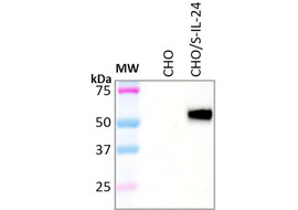 Human IL-24 Antibody, Mouse Monoclonal (Clone 18F4-C1)