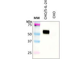 Human IL-24 Antibody, Mouse Monoclonal (Clone 22H8-G9)  [K101-22H8-100 or K101-22H8-025]