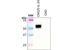 Human IL-24 Antibody, Mouse Monoclonal (Clone 27D6-F5)  [K101-27D6-100 or K101-27D6-025]