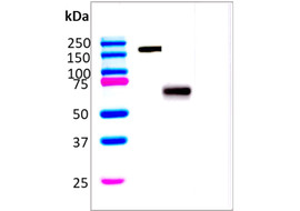 Human IL-20R2 Neutralizing Antibody, Mouse Monoclonal  [K501N-100 or K501N-025&91;