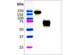 Human IL-20R2 Binding Antibody, Mouse Monoclonal