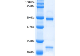 Human Endo180 (D1) Binding Antibody, Mouse Monoclonal  [MA302B-100 or MA302B-025]