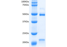 Human Endo180 (D4) Binding Antibody, Mouse Monoclonal  [MA303B-100 or MA303B-025&91;