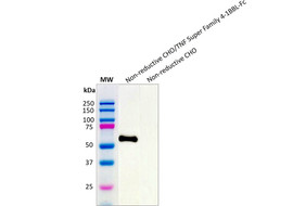 Tumor Necrosis Factor (TNF) superfamily 4-1BBL Neutralizing Antibody, Mouse Monoclonal  [MA351N-100 or MA351N-025&91;