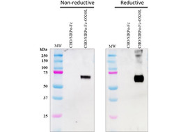 Tumor Necrosis Factor (TNF) superfamily OX40L Binding Antibody, Mouse Monoclonal  [MA352B-100 or MA352B-025]