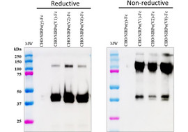 SIRPα (V1&V2&V8, not γ) Neutralizing Antibody, Mouse Monoclonal (Clone 10C9-H11)  [MA401N-100 or MA401N-025]