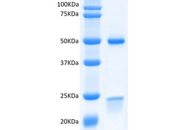 SIRPα (V1&V2&V8, not γ) Neutralizing Antibody, Mouse Monoclonal (Clone 51H8)  [MA402N-100 or MA402N-025&91;