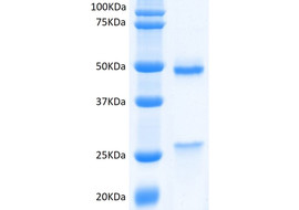 SIRPα (V1&V8) Binding Antibody, Mouse Monoclonal (Clone 49C7)  [MA405B-100 or MA405B-025&91;