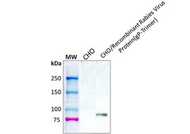 Rabies Virus Binding Antibody, Mouse Monoclonal  [MA451B-100 or MA451B-025]