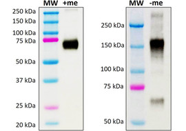 Nplate (Romiplostim) Neutralizing Antibody, Mouse Monoclonal (Clone 5E7-F8)  [MA203N-100 or MA203N-025]