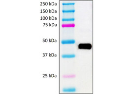 T4 Foldon-Tag (Trimeric Foldon of the T4 phagehead fibritin) Antibody, Mouse Monoclonal  [MA581B-100 or MA581B-025]