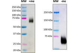 HSV-2-gC Specific Antibody, Mouse Monoclonal  [MA602B-100 or MA602B-025]