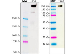 PEDV (Porcine epidemic diarrhea virus) Antibody, Mouse Monoclonal  [MB101B-100 or MB101B-025]