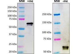 Influenza B (Flu-B) Antibody, Mouse Monoclonal  [MA711B-100 or MA711B-025]