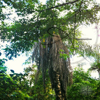 Belize Bermudian Landing Jungle Tree