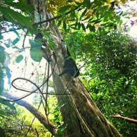 Belize Howler Monkey in Tree
