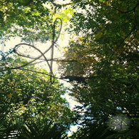 Belize Howler Monkey in Jungle