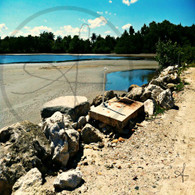 Belize Iguana on Beach