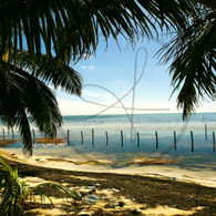 Caye Caulker Wooden Posts along Sea Bank