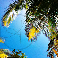 Caye Caulker Palm Tree and Sky