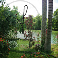 Black Orchid Foliage View