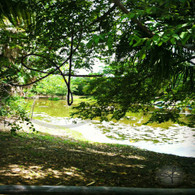 Bacab Pond through Trees