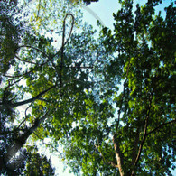Caves Branch Nature Trail Tree Tops