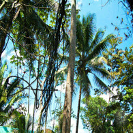 Caves Branch Archaeological Reserve Trees