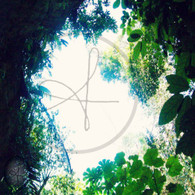 Caves Branch View Heart in Leaves