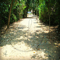 Caves Branch Tree Lined Nature Trail